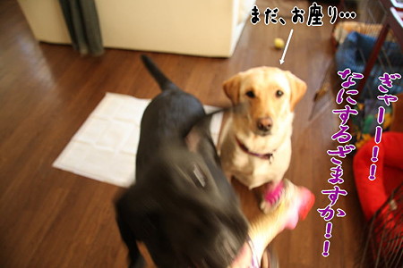 ぎゃあ