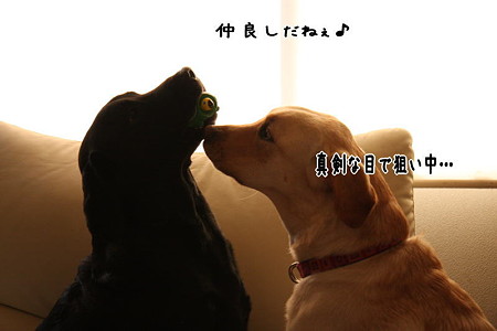 仲良し?