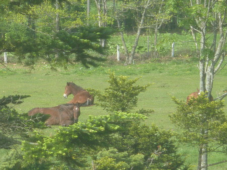 寝起きの馬たち(1)