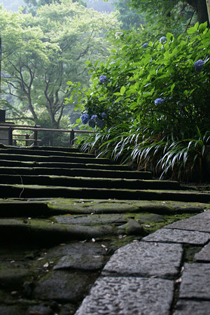 紫陽花妙本寺0705tw