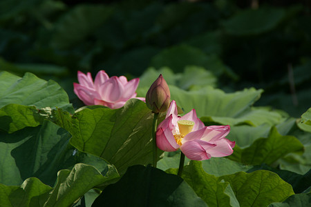 観蓮会の花0712tm