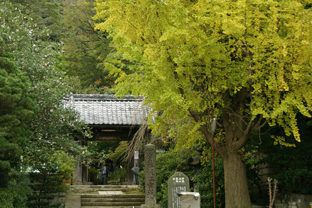 安国論寺イチョウ1109h