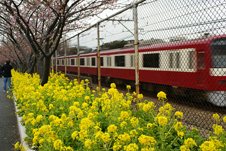 桜祭りの中、通り過ぎる電車!(110219)