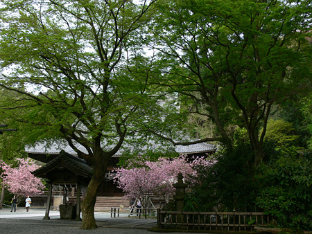 新緑と海棠妙本寺0412ta