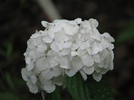 009