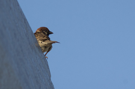 自宅で野鳥1