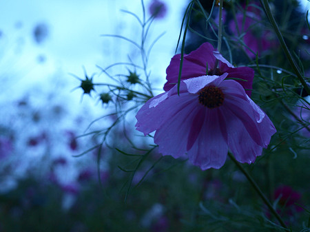 cosmos