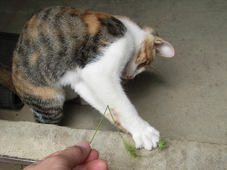 猫じゃらしと子猫