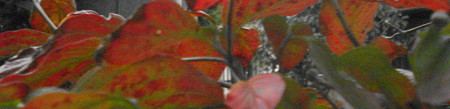 ハナミズキ紅葉