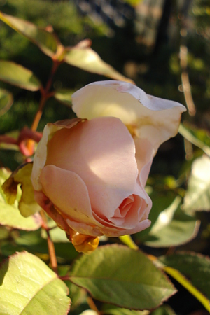 DSC00564