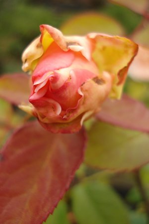 DSC00619