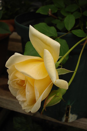 DSC05537
