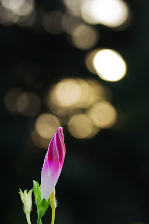 花開く時