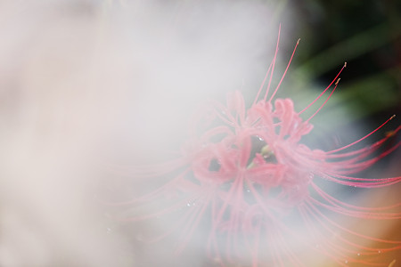 紅白の彼岸花