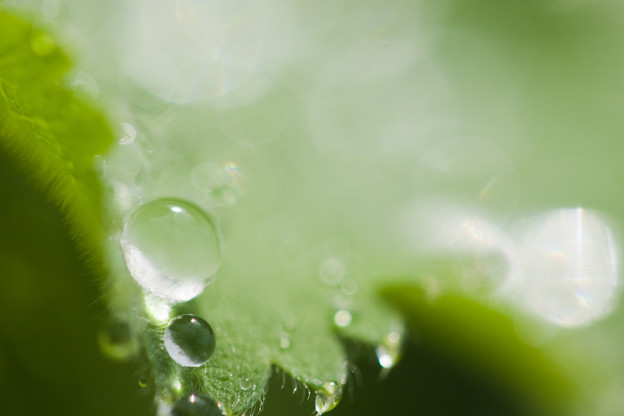 雨の後の宝石