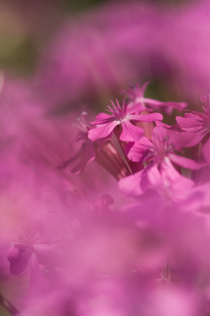 花の花