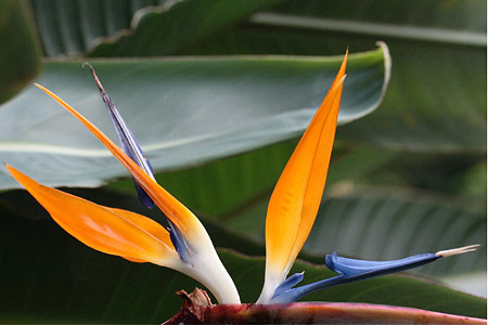 極楽鳥花