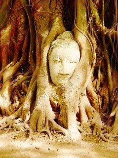¥ï¥Ã¥È¡¦¥×¥é¡¦¥Þ¥Ï¥¿¡¼¥È