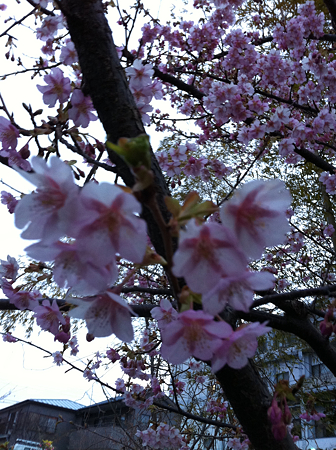 写真 1