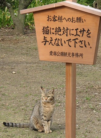 高札とキジトラ