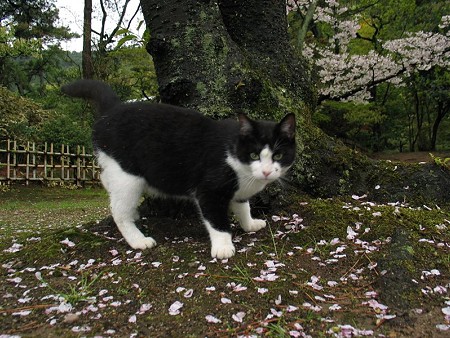 桜の花びらの絨毯の上で、ハナシロ