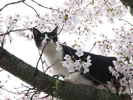 栗林公園的猫桜　ハナクロ