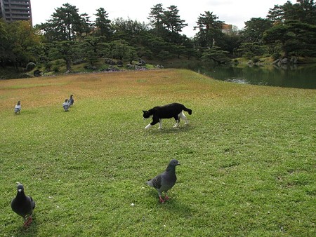 ハナクロと鳩その1