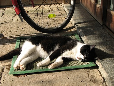 朝日の中で眠るハナシロ