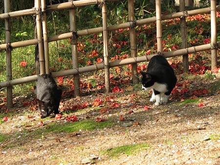 ハナクロと黒猫3号(黒猫の母親)