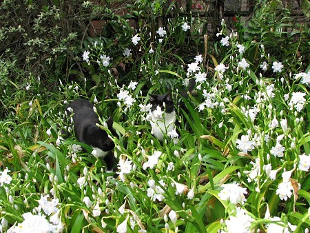 ハナシロとハナクロ　シャガの花と