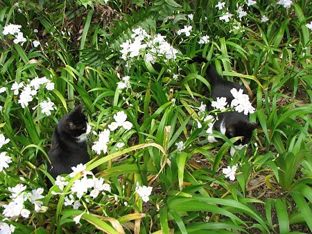 シャガの花に囲まれて、ハナクロとハナシロ