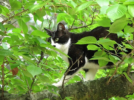 栗林公園的猫桜　ハナクロ