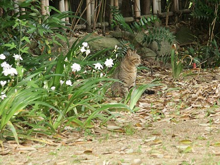 キジトラ