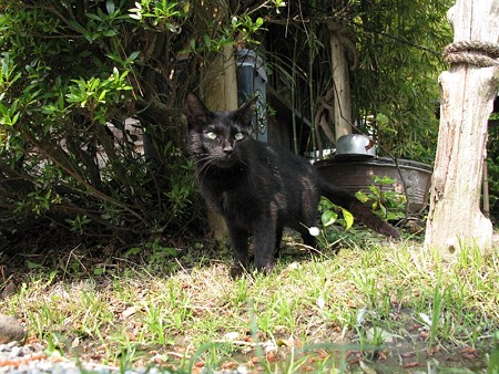 黒猫3号