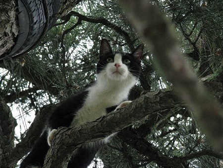 栗林公園的猫松　ハナシロ　屏風松