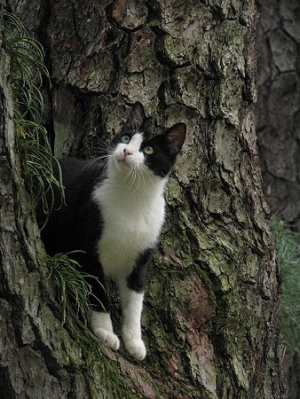 栗林公園的猫松　ハナシロ　屏風松