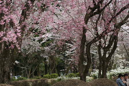 樹木公園　桜と雪柳