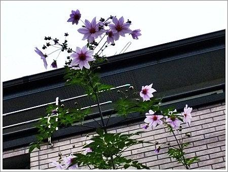 皇帝ダリア
