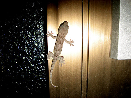 生Gecko（ゲッコー）