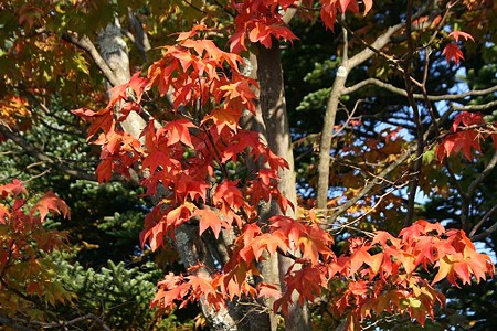 紅葉訪れる