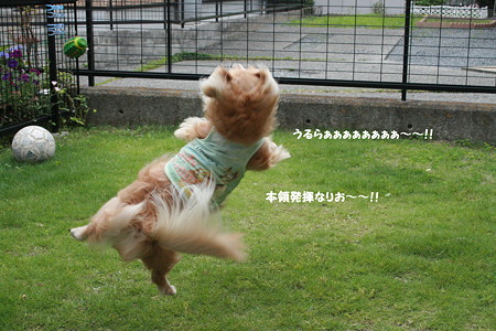 摩耶17
