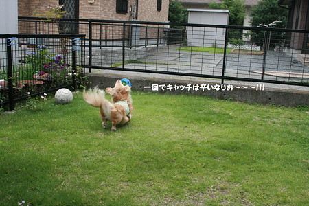 摩耶10