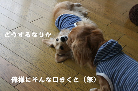 叱られ中 4
