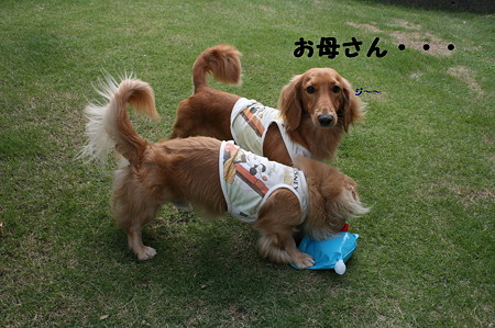 だっこちゃん 4