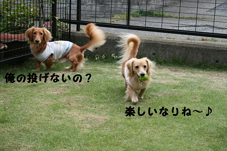 お庭で~ 4