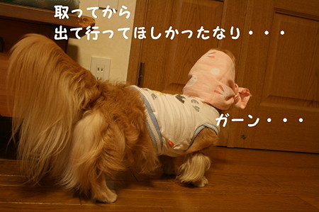 ほっかぶり隊 9