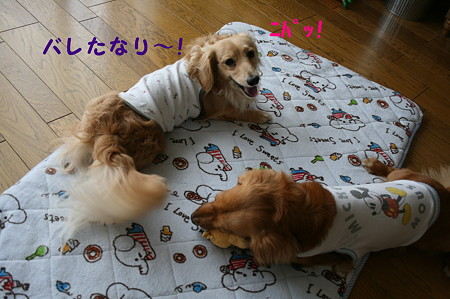 コアラ 7