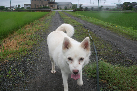 ねえねえ、あるくのつかれたんだけど。 だから?