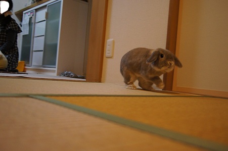 たたみ3