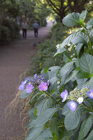 紫陽花 ご近所編 11